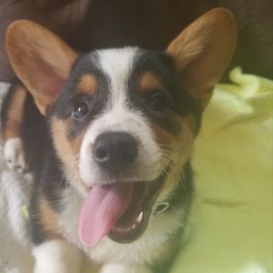 Meet your Posher, Barbara